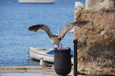 umag