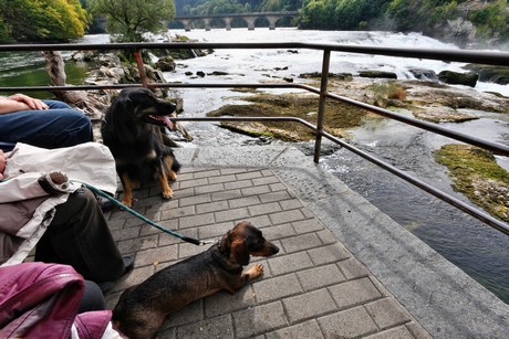 schaffhausen-wasserfall
