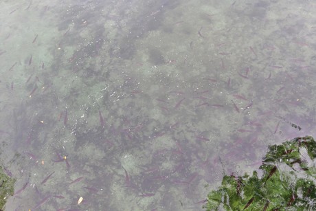 schaffhausen-wasserfall