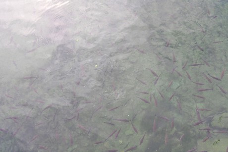 schaffhausen-wasserfall