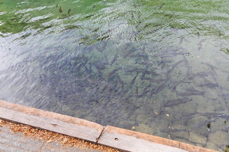 schaffhausen-wasserfall