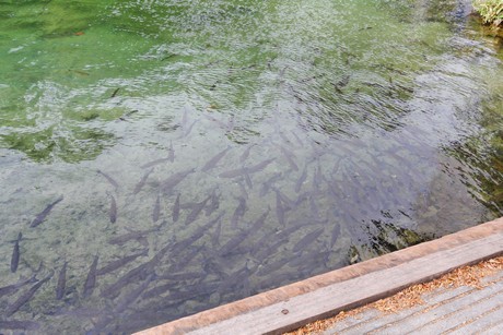 schaffhausen-wasserfall